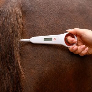 Digital thermometer