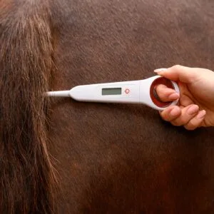 Digital thermometer