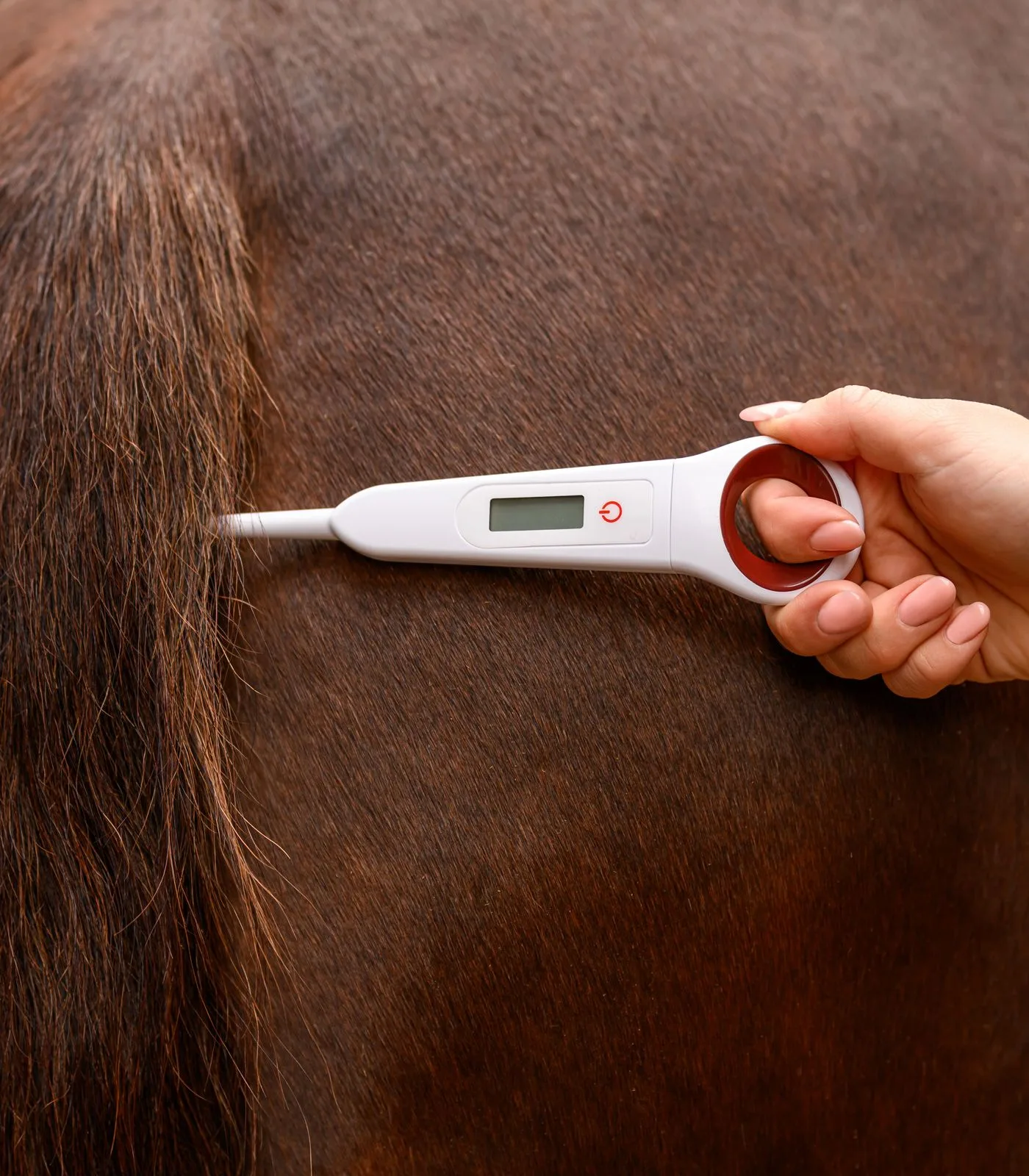 Digital thermometer