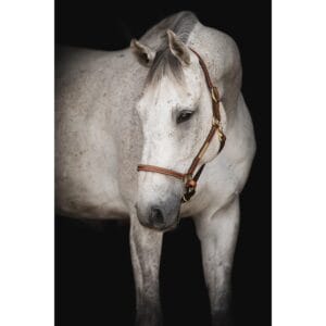 Lädergrimma Lippo Supreme