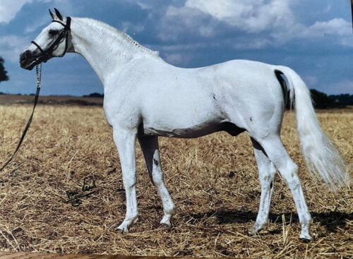 Vykort hästen Urbino 430