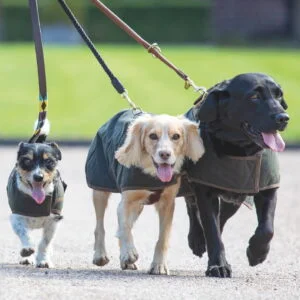 Vaxade Hundtäcke Digby och Fox