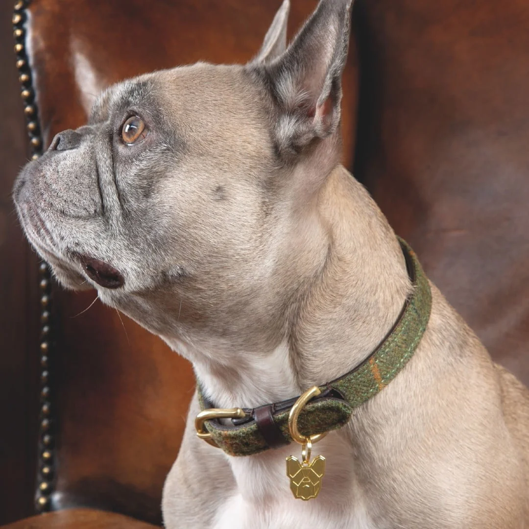Tweed hundhalsband Digby och Fox