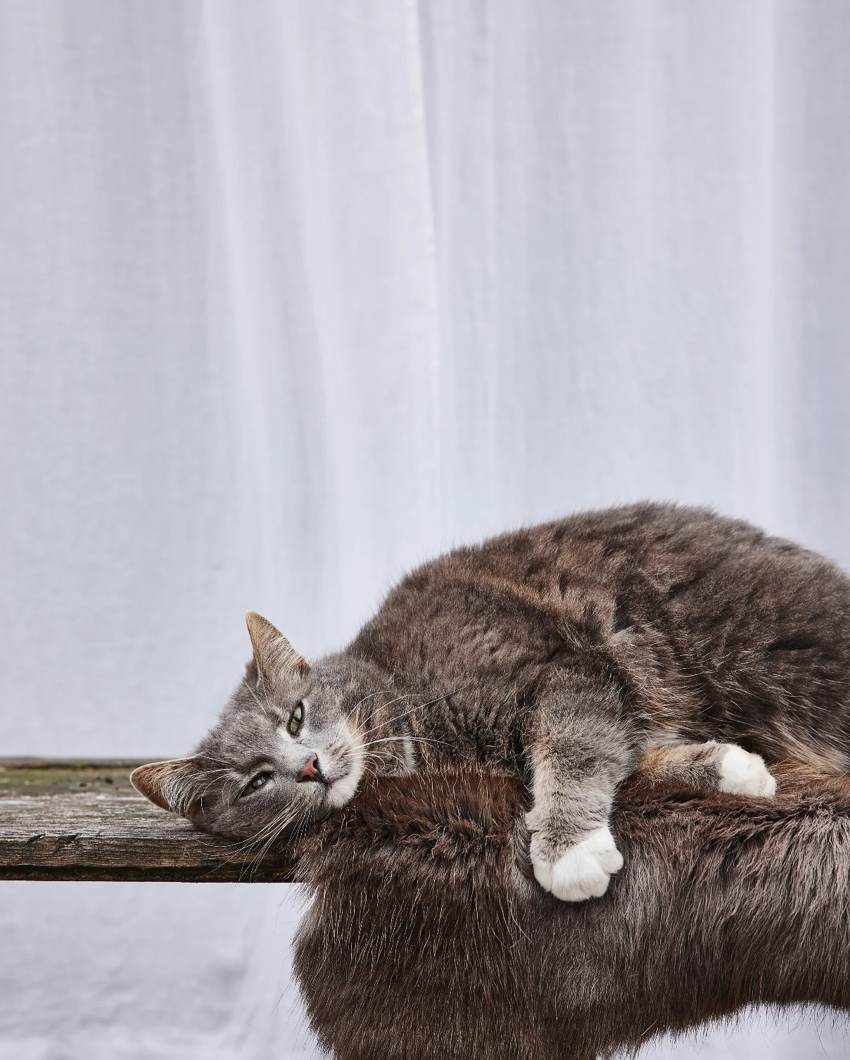 Renskinn Sadelunderlägg - Bild 3