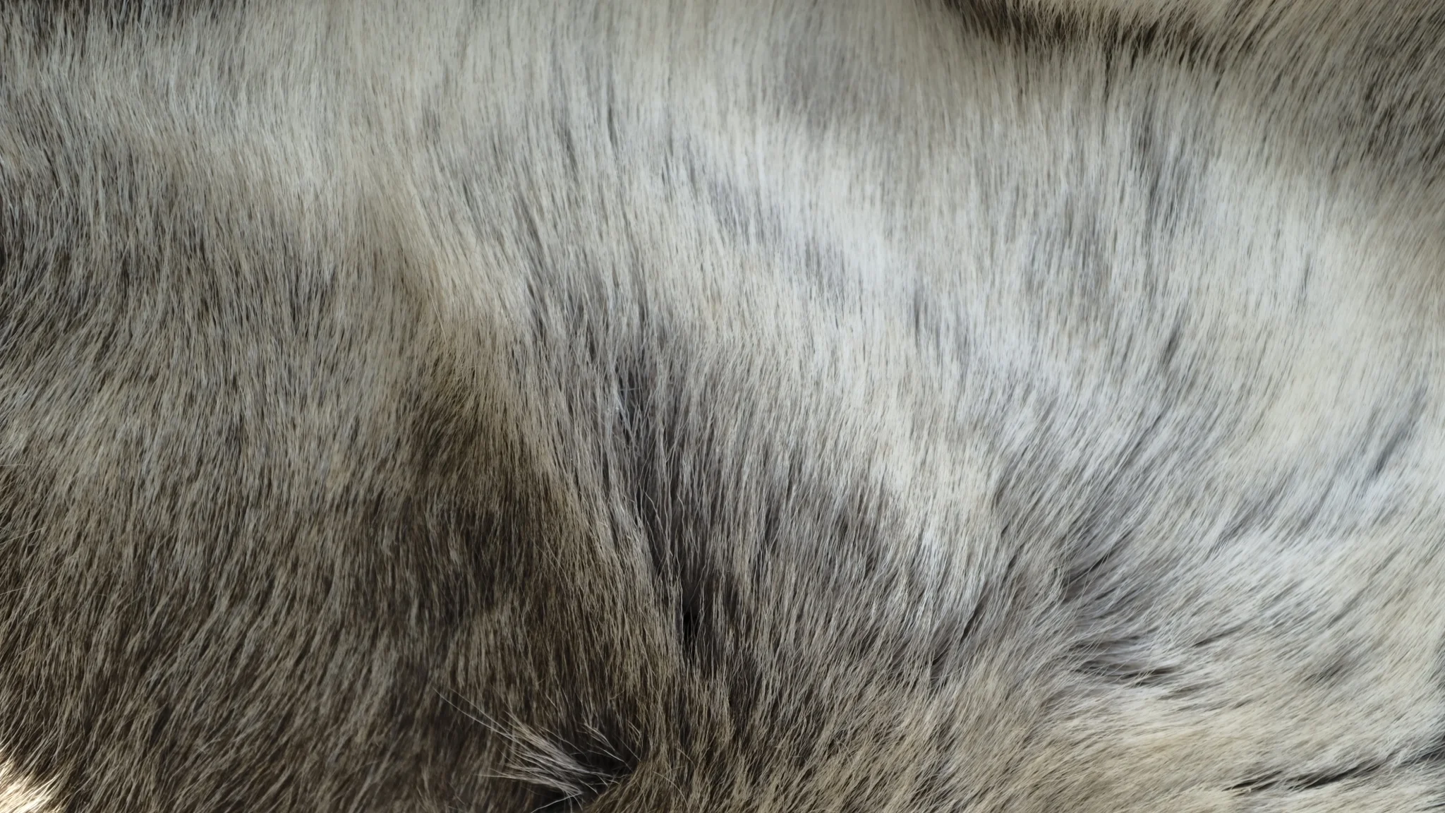 Renskinn Sadelunderlägg - Bild 2